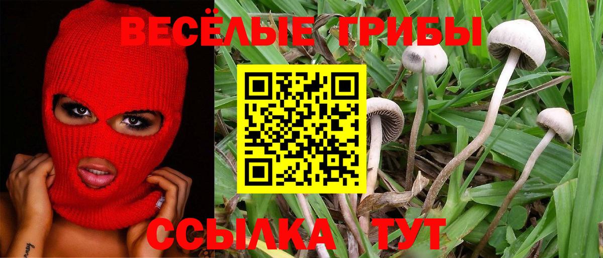 Павловский Посад  Псилоцибиновые грибы мицелий  продажа наркотиков  Вход с VPN 